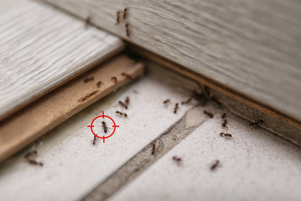 Best Cockroach Control Services  in Covington, LA
