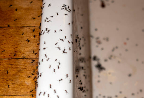 Best Affordable Pest Control Services  in Covington, LA