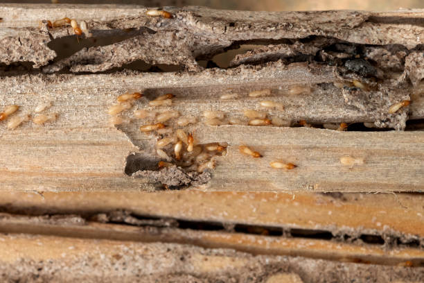 Best Best Pest Control Companies  in Covington, LA