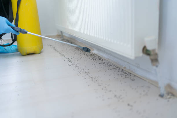 Best Flea Control Services  in Covington, LA